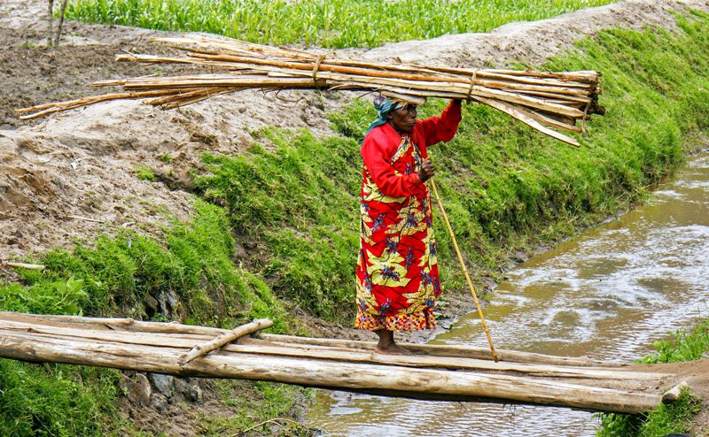 Woman in bright coloured dress is carrying a load of poles on her head while walking barefoot on a small bridge over a canal
