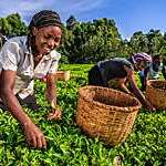 African women plucking tea leaves on a plantation in Kenya. 