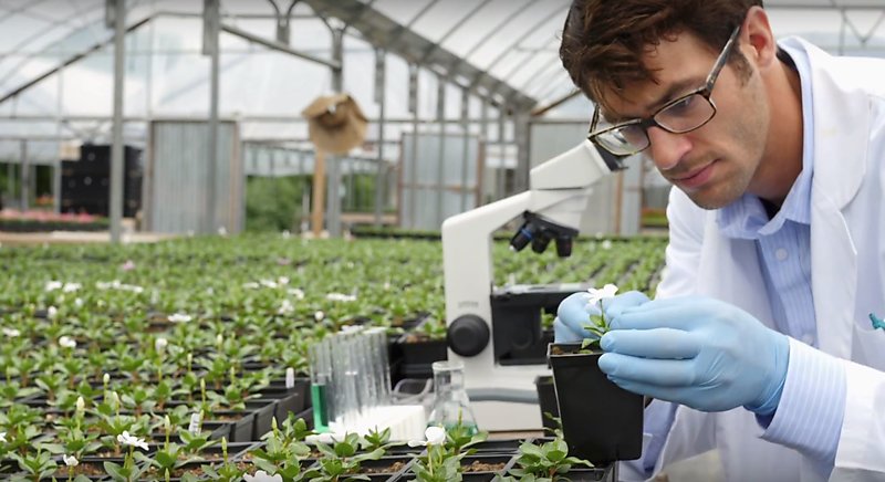 A botanist gives nourishment to a flowering potted plant. He is in a greenhouse surrounded by flowering plants.