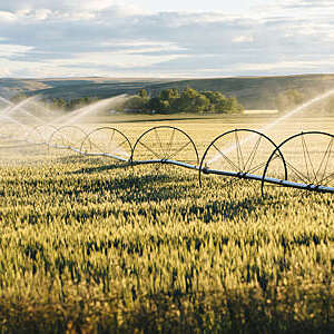 A wheel line irrigation system with directional spray heads waters a golden wheat field.