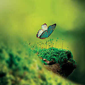 Close-Up Of Butterfly Flying Over Moss Growing On Tree Trunk