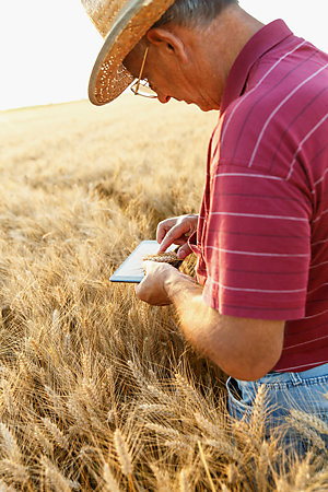 Farmer standing in a wheat field and looking at tablet